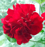 Пеларгония Calliope Dark Red