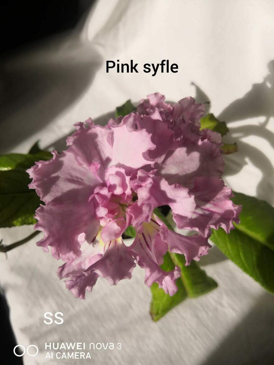  Pink Soufflle 