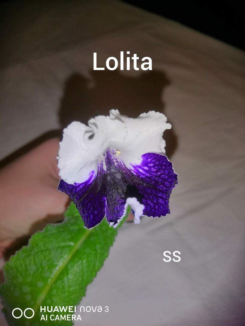  Lolita 