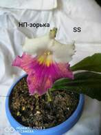 Стрептокарпус Зорька