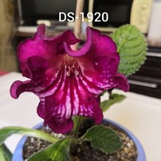 Стрептокарпус DS-1920