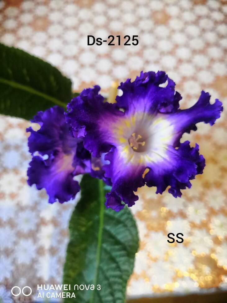  DS-2125 