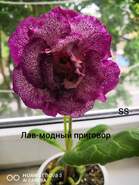 Глоксиния Лав-модный приговор