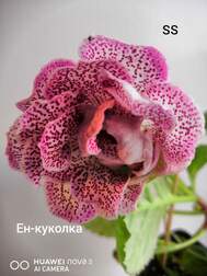Глоксиния Ен-куколка