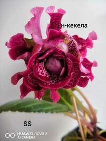 Глоксиния ЕН-кекела