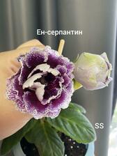 Глоксиния Ен-себастьян