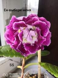Глоксиния ЕН-выбери меня