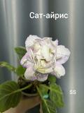 Глоксиния Сат-айрис