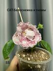 Глоксиния Сат_белоснежка и гномы