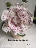Глоксиния Ен-мадам рекамье