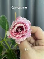 Глоксиния Сат-идиллия