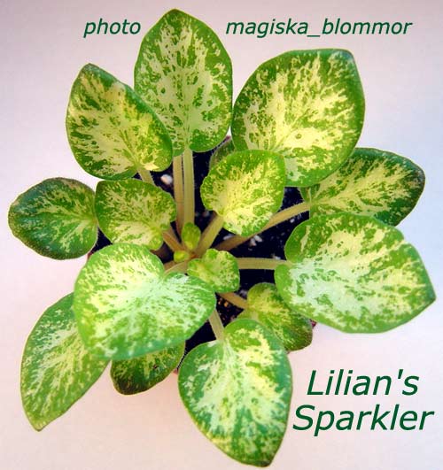  Lillian's Sparkler 