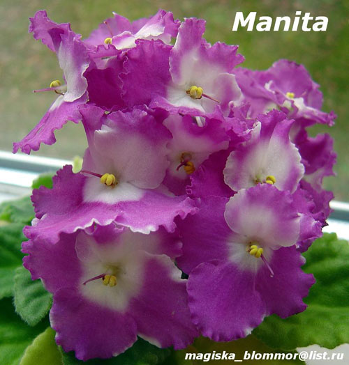  Manita 