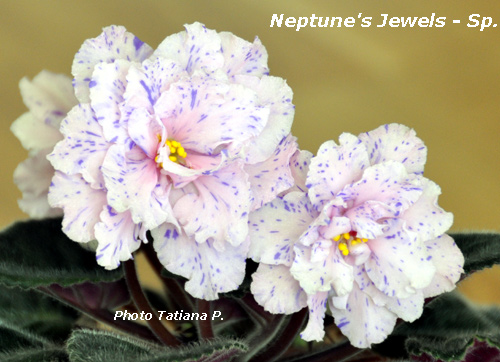  Neptune's Jewels-sport 