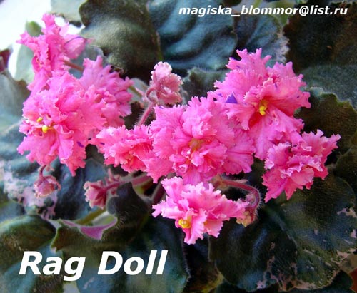  Rag Doll 