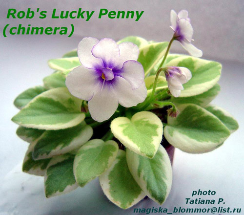  Rob's Lucky Penny (chimera) 