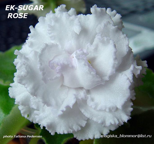  EK-Sugar Rose / - / 