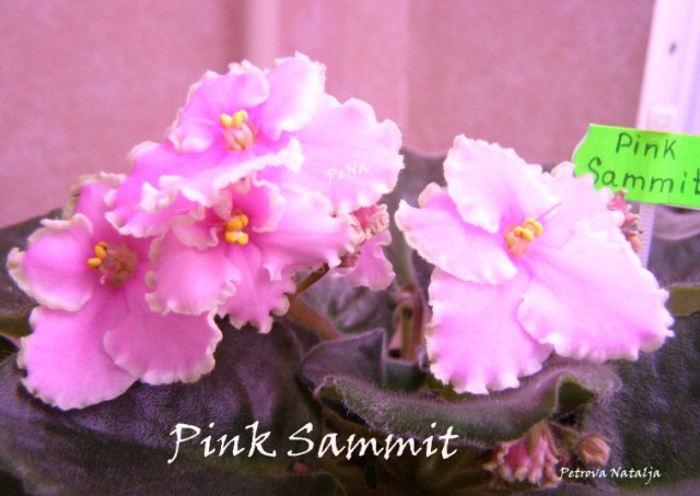  Pink Sammit 