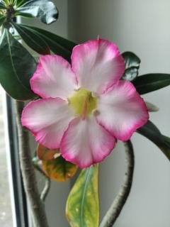  Adenium obesum sp. 