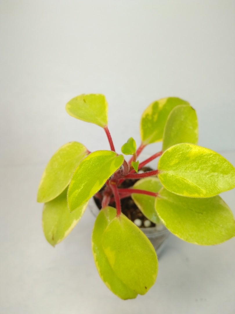   Orba Pixie variegata (  ) 
