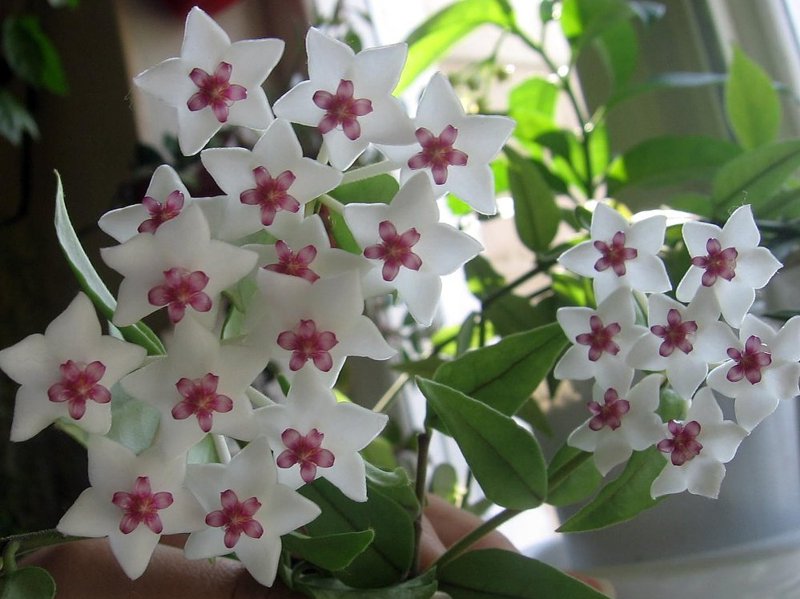  Hoya bella 