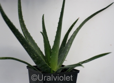    ()    Aloe arborescens Mill. 