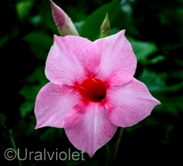   Dipladenia Sanderi 