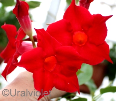   Dipladenia Rio Red 