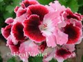  Ruffled Velvet