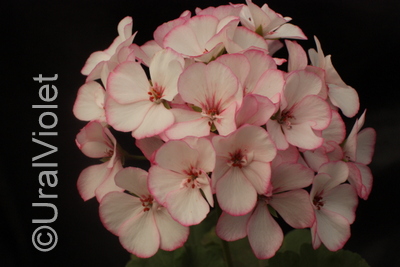  Pretty Petticoat 