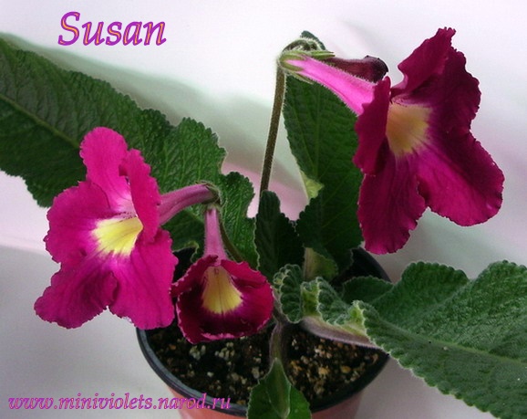  Susan 