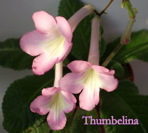  Thumbelina 