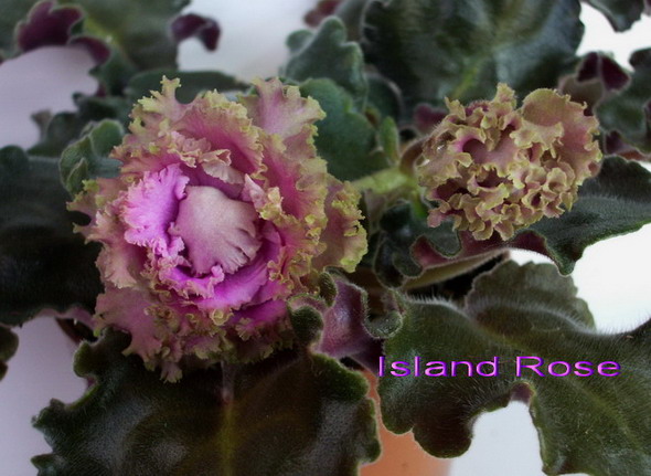  Island Rose 
