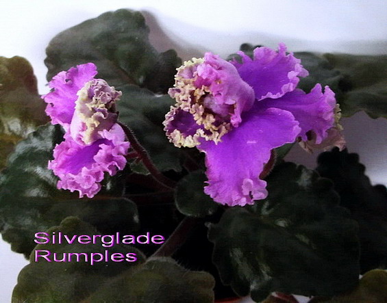  Silverglade Rumples 