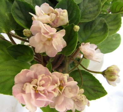 Фиалка Pink Mint