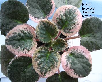 Фиалка Buckeye Colossal
