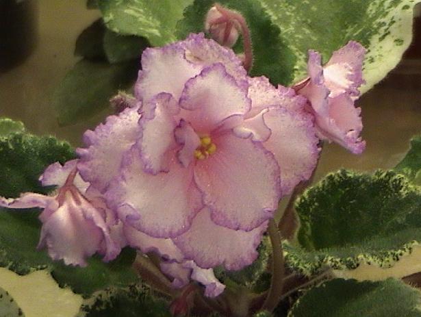 Фиалка Fredette`s Risen Star