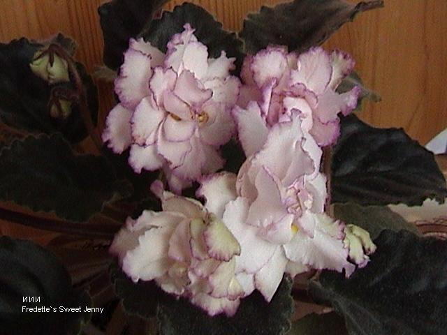 Фиалка Fredette`s Sweet Jenny