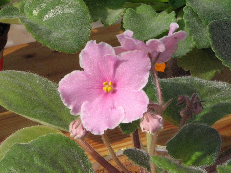Фиалка Pink Amis