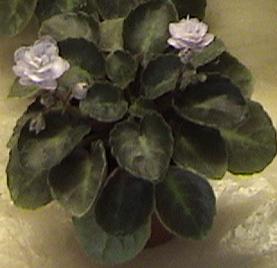 Фиалка Persian Laice