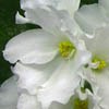 Фиалка ЛЕ-Предвестник Весны