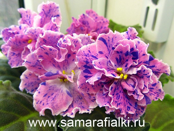 Фиалка ЛЕ-Розмари