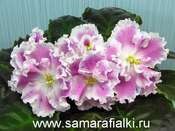 Ле Суламифь Фиалка Фото Ле Суламифь Фиалка Фото