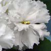 Фиалка ЛЕ-Лунная Соната