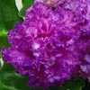 Фиалка ЛЕ-Мария Мирабелла