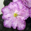 Фиалка ЛЕ-Марципановая Роза