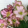 Фиалка ЛЕ-Мэри Попинс
