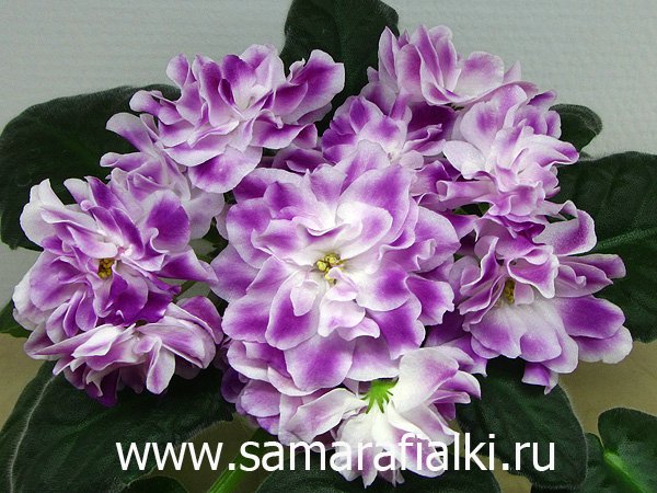 Рс Вавилон Фиалка Фото Рс Вавилон Фиалка Фото