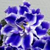 Фиалка РС-Чемпион