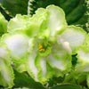 Фиалка ЛЕ-Берилловый Иней